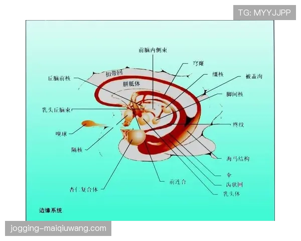 圆柱体原则的犯规判定与适用场景解析